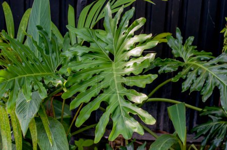 thaumatophyllum xanadu es una planta perenne perteneciente a la familia Araceae y al género Thaumatophyllum, anteriormente clasificado en el subgénero Meconostigma de Philodendron.