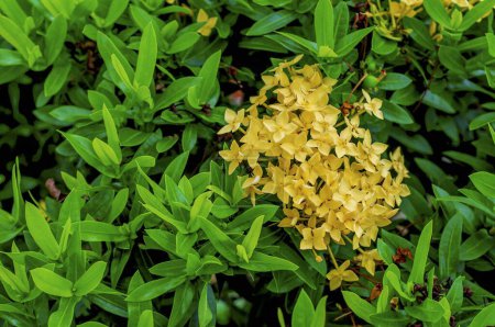 Foto de Ixora coccinea flor en parque, fondo de la naturaleza - Imagen libre de derechos