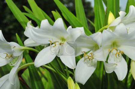 Téléchargez les photos : Lilium est un genre de plantes herbacées à fleurs poussant à partir de bulbes, toutes avec de grandes fleurs proéminentes. Ce sont les vrais lis - en image libre de droit