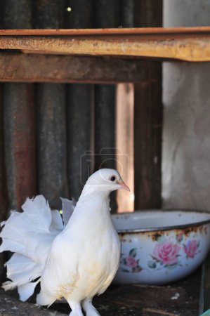 white dove in the cage
