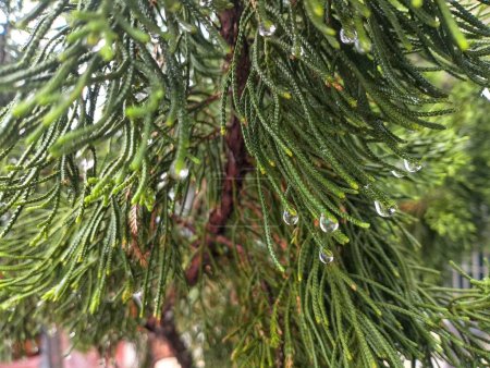 Téléchargez les photos : Branche verte, flore et nature, humide Norfolk Island Pine, vue rapprochée - en image libre de droit