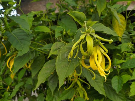Téléchargez les photos : Cananga odorata, known as ylang-ylang flower or cananga tree (Bunga Kenanga in Indonesia). The tropical flowers used for the essential oils extract or natural materials in the perfume industry - en image libre de droit