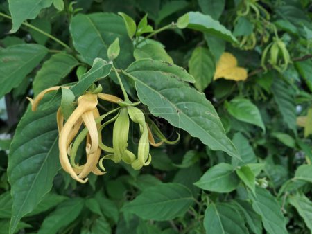 Cananga odorata, known as ylang-ylang flower or cananga tree (Bunga Kenanga in Indonesia). The tropical flowers used for the essential oils extract or natural materials in the perfume industry
