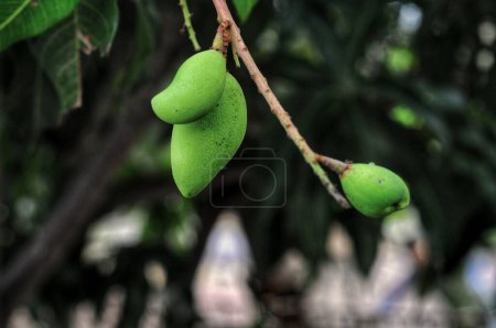 Branch of terminalia catappa or indian almond tree, also known as tropical almond free with nuts close up