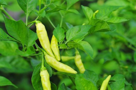Photo for Green chili on plant, close up view - Royalty Free Image