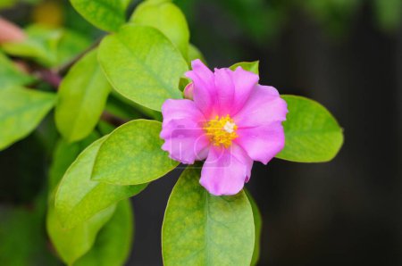 Ora-pro-nobis (Pereskia grandifolia) oder Rosenkaktus, eine endemische Art aus Brasilien. Zierpflanze, mit essbaren Blättern und für den medizinischen Gebrauch. Blätter und Blüten isoliert auf weißem Hintergrund.