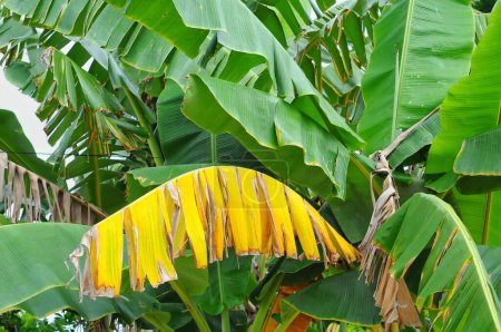 Téléchargez les photos : Bananier jaune dans le jardin - en image libre de droit