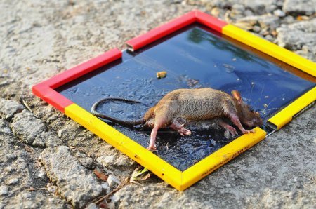 ratón en la trampa de pegamento
