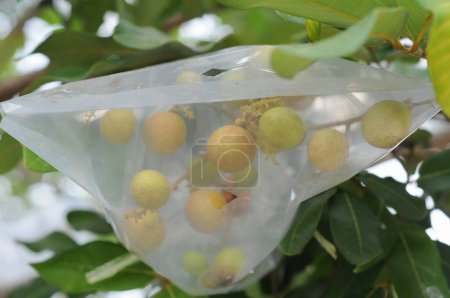 Foto de Longan es un producto de fruta que tiene ventajas y alto valor económico. El sabor dulce, aroma distintivo, fácil de pelar, rico en vitaminas y fibra - Imagen libre de derechos