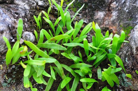 Pyrrosia ist eine Gattung meist immergrüner, langsam rhizomatöser asiatischer epiphytischer Farne, die sich recht gut an Containerkultur anpassen.