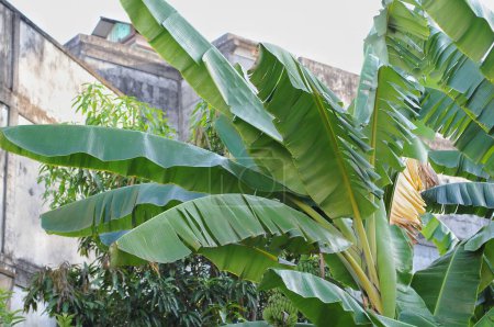 Foto de Hojas de plátano verde hermoso - Imagen libre de derechos