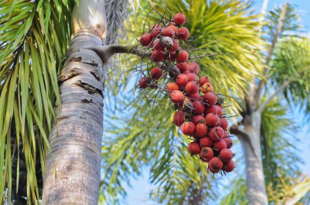 Téléchargez les photos : Palmier aux fruits mûrs sur le fond de la mer - en image libre de droit