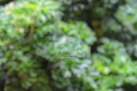 Téléchargez les photos : Abstrait feuilles vertes floues et fond flou - en image libre de droit