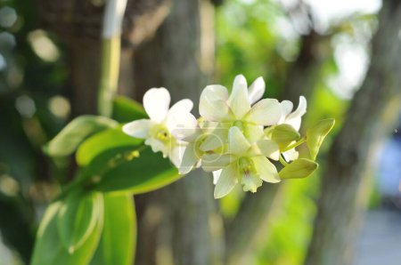 Foto de Flor de orquídea en el jardín - Imagen libre de derechos