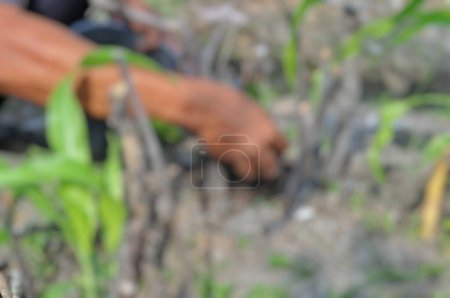 Foto de Imagen borrosa de un hombre sosteniendo una planta - Imagen libre de derechos