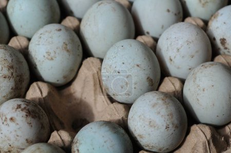 Foto de Primer plano de huevos frescos de codorniz - Imagen libre de derechos