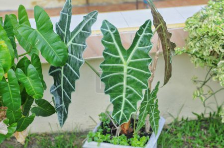 Téléchargez les photos : Alocasia longiloba est une espèce de plante de la famille des Araceae. - en image libre de droit