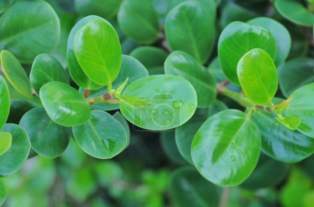 Peperomia tetraphylla, known as the acorn peperomia or four-leaved peperomia, is a small plant in the Peperomia genus and the Piperaceae family that grows natively in tropical and subtropical regions