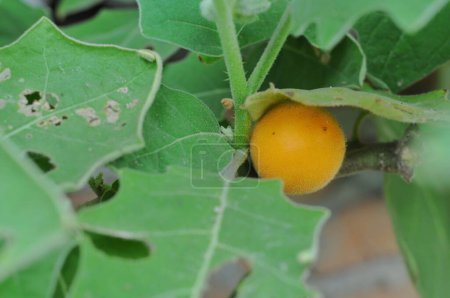 Téléchargez les photos : Solanum ferox L., aussi connu sous le nom de morelle indienne ou aubergine poilue, est une plante qui produit des fruits comestibles - en image libre de droit