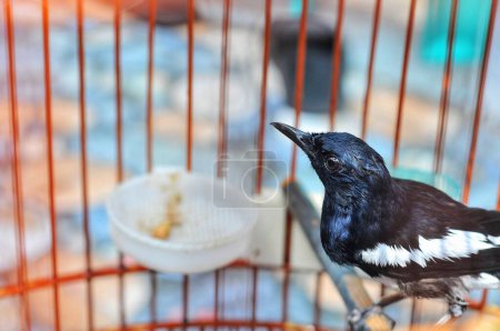 The Oriental magpie-robin (Copsychus saularis) is a small passerine bird that was formerly classed as a member of the thrush family Turdidae, but now considered an Old World flycatcher