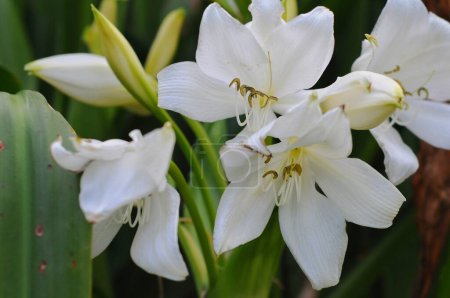 white lily flowers at park