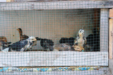 polluelos en una jaula, enfoque selectivo