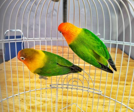  a pair of lovebirds in a cage