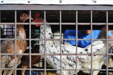  pollos en jaulas para la venta en mercados tradicionales
