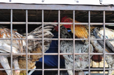  chickens in cages for sale in traditional markets