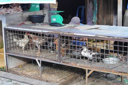  pollos en jaulas para la venta en mercados tradicionales