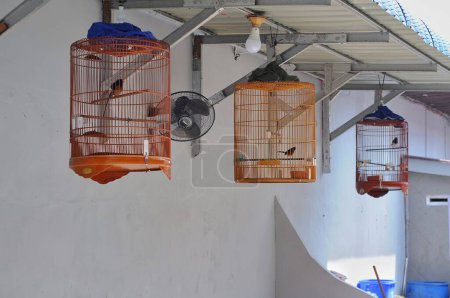 Téléchargez les photos : Riau-Indonésie, 1er avril 2024 : oiseau dans une cage devant le bureau - en image libre de droit