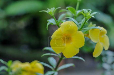 Allamanda cathartica, commonly called golden trumpet,common trumpetvine, and yellow allamanda is a species of flowering plant of the genus Allamanda in the family Apocynaceae 