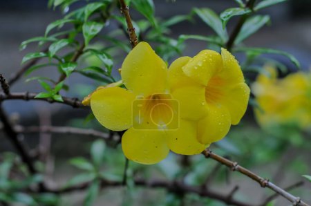 Allamanda cathartica, allgemein als goldene Trompete, gemeiner Trompeter und gelber Allamanda bezeichnet, ist eine Blütenpflanze der Gattung Allamanda aus der Familie der Apocynaceae 