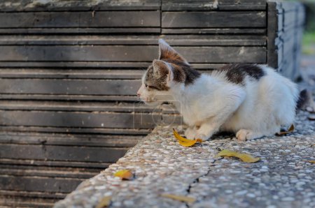 Gatito enfermo está sentado en el parque de la ciudad, mascota del amor