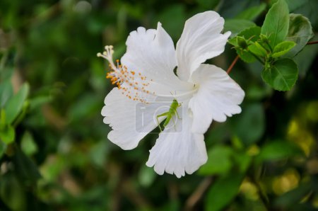white hibiscus flower with bokeh background