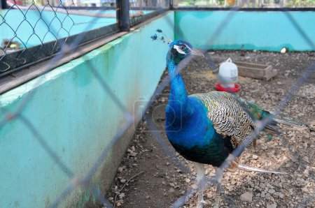 Peafowl is a common name for two bird species of the genus Pavo and one species of the closely related genus Afropavo within the tribe Pavonini of the family Phasianidae (the pheasants and their allie