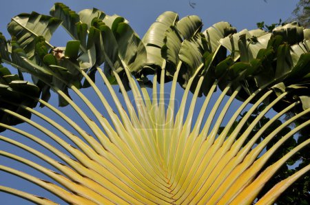 Ravenala madagascariensis, communément appelé palmier voyageur ou palmier Est-Ouest, est une espèce de plante monocotylédone à fleurs que l'on trouve à Madagascar. Ce n'est pas une vraie paume mais une