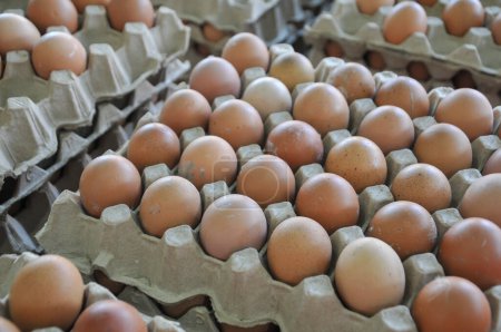Photo for Eggs in a carton - Royalty Free Image