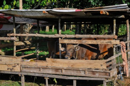 Kuh im Holzkäfig, Opfertier