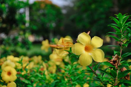 Flores de Alamanda son hermosas plantas con flores de colores brillantes procedentes de Brasil.