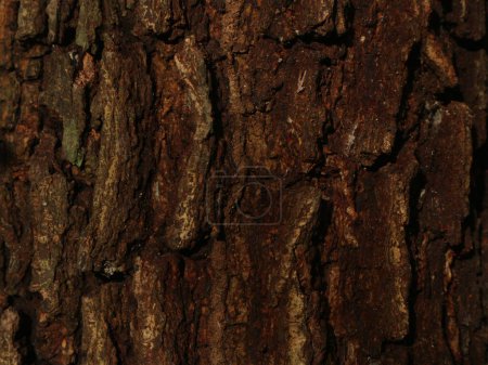 The surface texture of acacia wood has rough scales