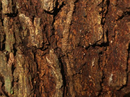 La textura superficial de la madera de acacia tiene escamas ásperas