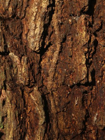 The surface texture of acacia wood has rough scales