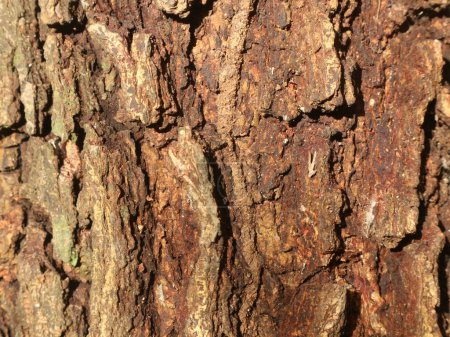 Foto de La textura superficial de la madera de acacia tiene escamas ásperas - Imagen libre de derechos