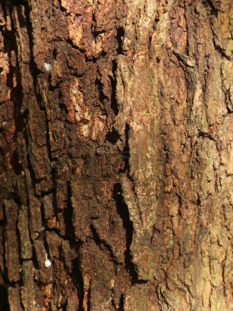 La textura superficial de la madera de acacia tiene escamas ásperas