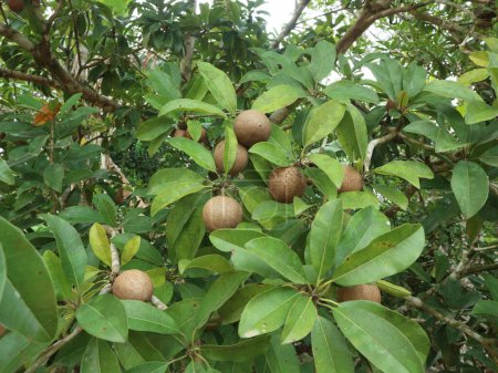 Sapodilla plants have no seasonality and produce fruit all year round with a sweet and fresh taste