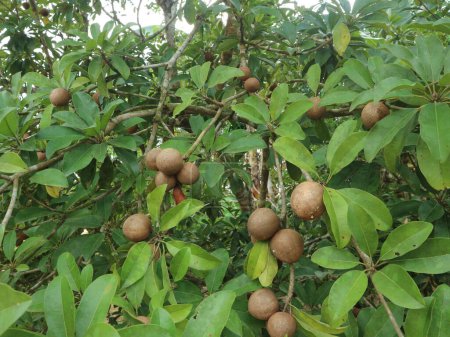 Sapodilla plants have no seasonality and produce fruit all year round with a sweet and fresh taste