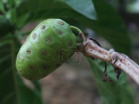 Morinda is a plant that always bears fruit and its fruit content is very good for treating high blood pressure