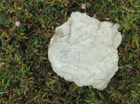 Fondo de mimosa hierba pudica y un trozo de roca blanca