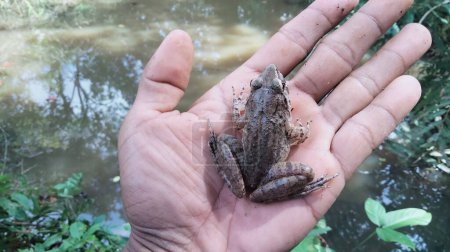 Close-up of a swamp-dwelling frog in hand.